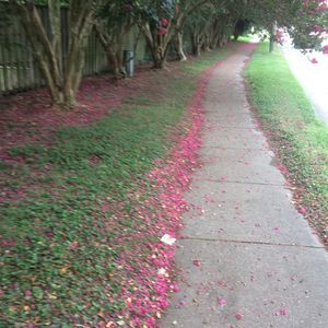 Meet your Posher, Srae